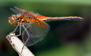 sympetrum_flaveolum